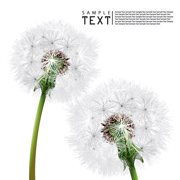 蒲公英矢量素材-4