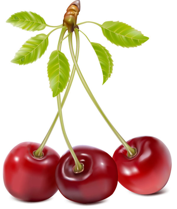 真实的水果04&mdash;&mdash;矢量素材