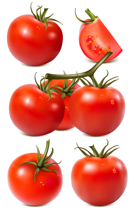 Tomatoes 01 - vector material