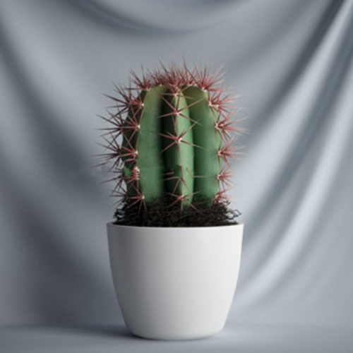 Cactus 3d models